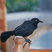 Greater Antillean Grackle
